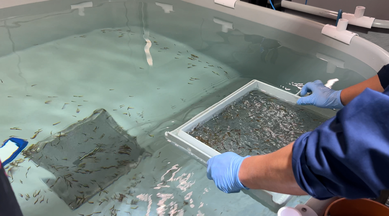 2025.02 생산 출하용 발안란 RAS1 이송